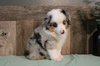 Azul, a male Toy Australian Shepherd for sale in Versailles, MO – 1 of 6