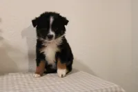 Autumn, a female Toy Australian Shepherd for sale in Versailles, MO – 8 of 8