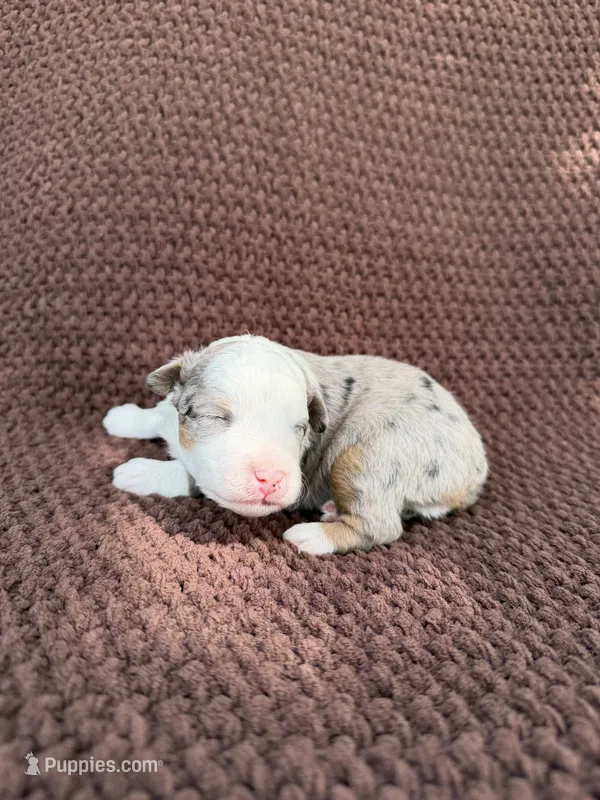 Pretty Boy – Toy Australian Shepherd puppy for sale in Versailles, MO