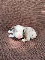 Pretty Boy, a male Toy Australian Shepherd for sale in Versailles, MO – 1 of 6