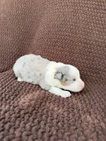 Pretty Boy, a male Toy Australian Shepherd for sale in Versailles, MO – 4 of 6