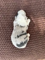 Nigel, a male Toy Australian Shepherd for sale in Versailles, MO – 5 of 6
