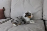 Blitz , a male Toy Australian Shepherd for sale in Versailles, MO – 4 of 10