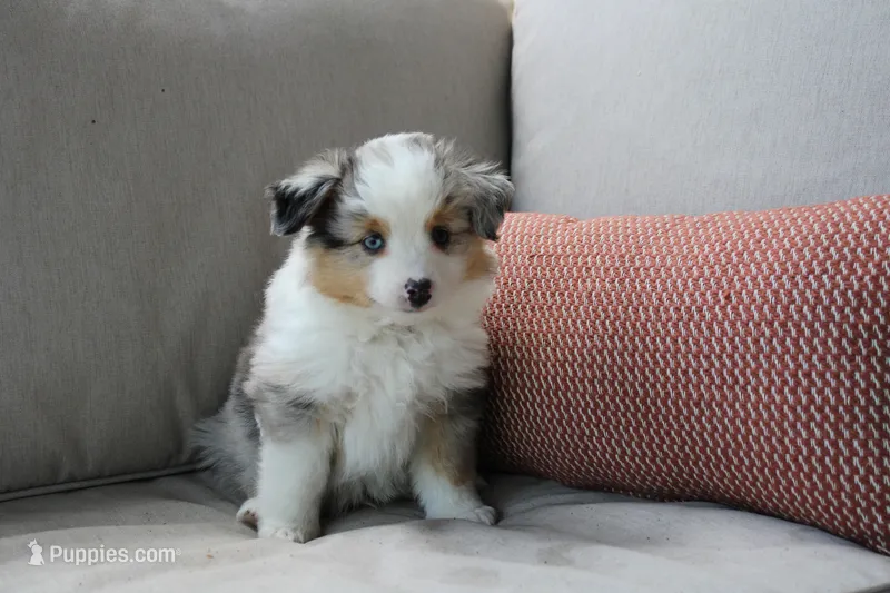 Blitz  – Toy Australian Shepherd puppy on hold in Versailles, MO