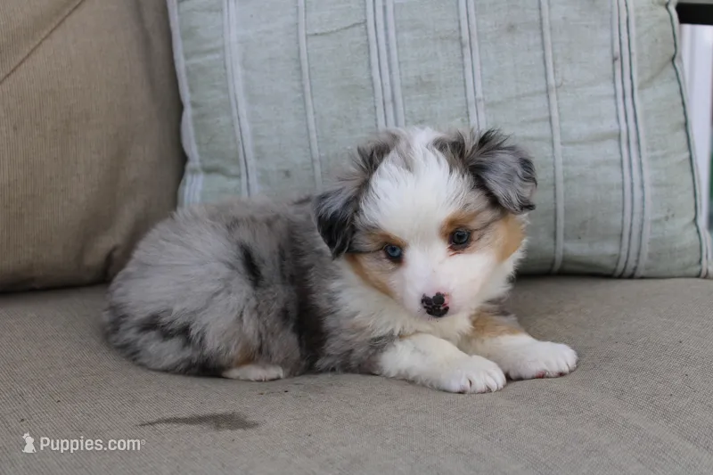 Blitz  – Toy Australian Shepherd puppy for sale in Versailles, MO