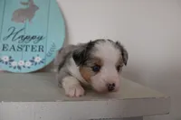 Blitz , a male Toy Australian Shepherd for sale in Versailles, MO – Photo 3 of 10