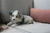 Blitz , a male Toy Australian Shepherd for sale in Versailles, MO – 7 of 10