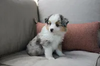 Blitz , a male Toy Australian Shepherd for sale in Versailles, MO – 2 of 10