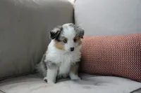 Blitz , a male Toy Australian Shepherd for sale in Versailles, MO – 3 of 10