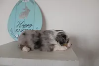 Blitz , a male Toy Australian Shepherd for sale in Versailles, MO – Photo 4 of 10