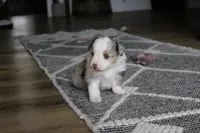 Blitz , a male Toy Australian Shepherd for sale in Versailles, MO – Photo 10 of 10