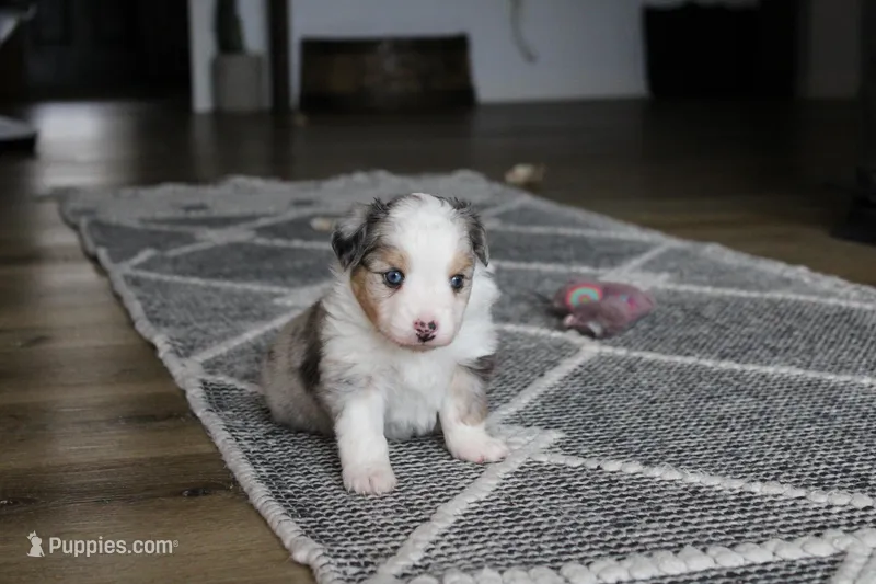 Blitz  – Toy Australian Shepherd puppy for sale in Versailles, MO
