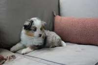Blitz , a male Toy Australian Shepherd for sale in Versailles, MO – 6 of 10