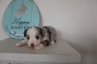 Blitz , a male Toy Australian Shepherd for sale in Versailles, MO – Photo 6 of 10