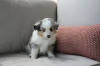 Blitz , a male Toy Australian Shepherd for sale in Versailles, MO – 9 of 10