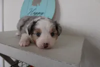 Blitz , a male Toy Australian Shepherd for sale in Versailles, MO – Photo 2 of 10