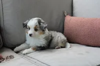 Blitz , a male Toy Australian Shepherd for sale in Versailles, MO – 10 of 10