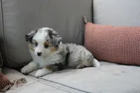Blitz , a male Toy Australian Shepherd for sale in Versailles, MO – 8 of 10