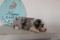 Blitz , a male Toy Australian Shepherd for sale in Versailles, MO – Photo 7 of 10