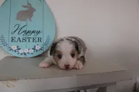 Blitz , a male Toy Australian Shepherd for sale in Versailles, MO – Photo 8 of 10