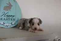 Blitz , a male Toy Australian Shepherd for sale in Versailles, MO – Photo 5 of 10