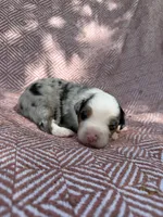 Beth, a female Toy Australian Shepherd for sale in Versailles, MO – 3 of 6