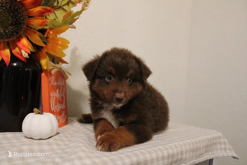 Pumpkin  – Toy Australian Shepherd puppy for sale in Versailles, MO