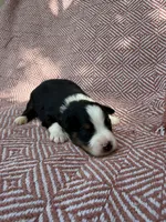 Beulah , a female Toy Australian Shepherd for sale in Versailles, MO – 6 of 7