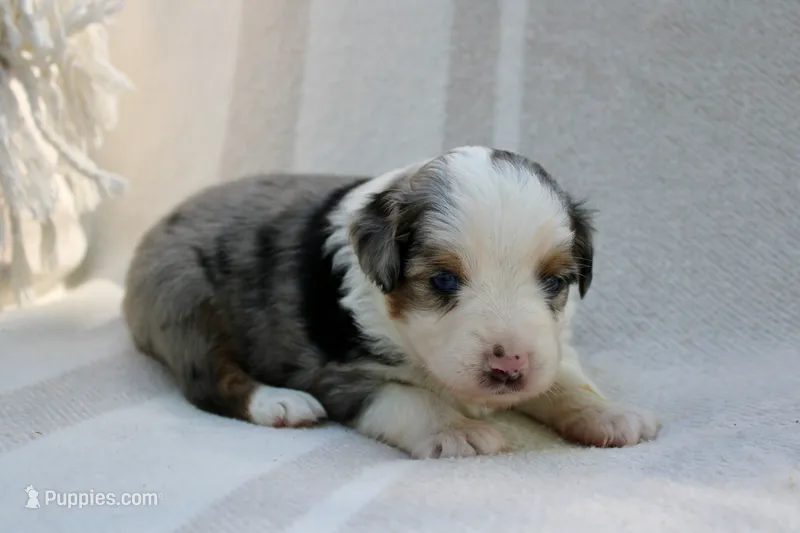 Rip – Toy Australian Shepherd puppy for sale in Versailles, MO