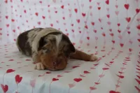 processed/35be54df-213f-433d-8ea8-a6dbd4ad0b95/listing/a40f2db9-381f-4709-a95d-61df9d194e65/35a1811b-40e1-48a7-a4a8-8ee191bf8f77