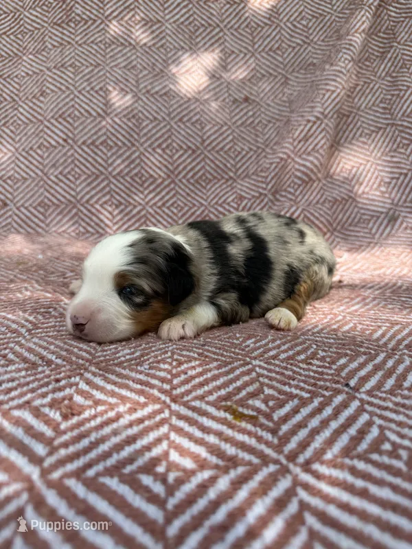 Beth, a female Toy Australian Shepherd for sale in Versailles, MO – 1 of 6