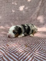 Beth, a female Toy Australian Shepherd for sale in Versailles, MO – 1 of 6