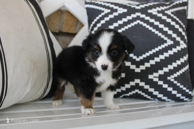 Autumn – Toy Australian Shepherd puppy for sale in Versailles, MO
