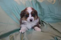 Maddie, a female Toy Australian Shepherd for sale in Versailles, MO – 5 of 7