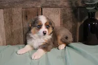 Maddie, a female Toy Australian Shepherd for sale in Versailles, MO – 3 of 9