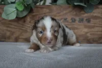 Aspen, a male Toy Australian Shepherd for sale in Versailles, MO – 1 of 8