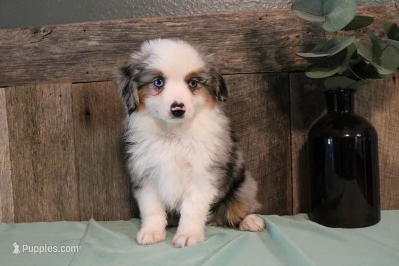Rip – Toy Australian Shepherd puppy for sale in Versailles, MO