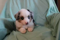 Azul, a male Toy Australian Shepherd for sale in Versailles, MO – 4 of 8
