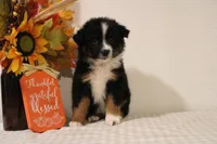 Autumn, a female Toy Australian Shepherd for sale in Versailles, MO – 3 of 8