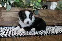 Beulah , a female Toy Australian Shepherd for sale in Versailles, MO – 2 of 9