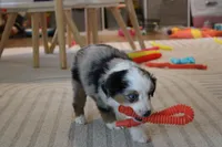 Beth, a female Toy Australian Shepherd for sale in Versailles, MO – 7 of 8