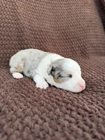 Pretty Boy, a male Toy Australian Shepherd for sale in Versailles, MO – 2 of 6