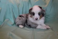 Azul, a male Toy Australian Shepherd for sale in Versailles, MO – 6 of 8