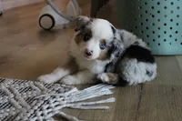 Azul, a male Toy Australian Shepherd for sale in Versailles, MO – 5 of 8
