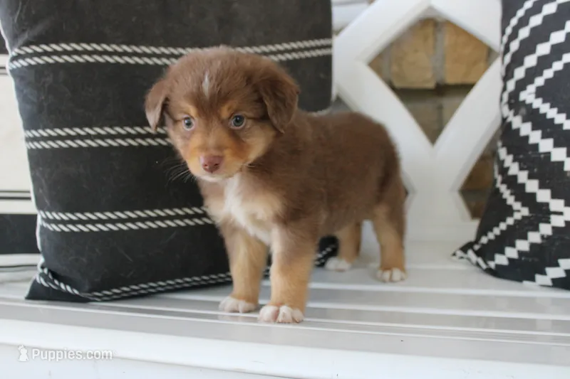 Copper – Toy Australian Shepherd puppy for sale in Versailles, MO