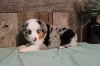 Azul, a male Toy Australian Shepherd for sale in Versailles, MO – 2 of 6