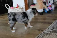 Beth, a female Toy Australian Shepherd for sale in Versailles, MO – 3 of 8