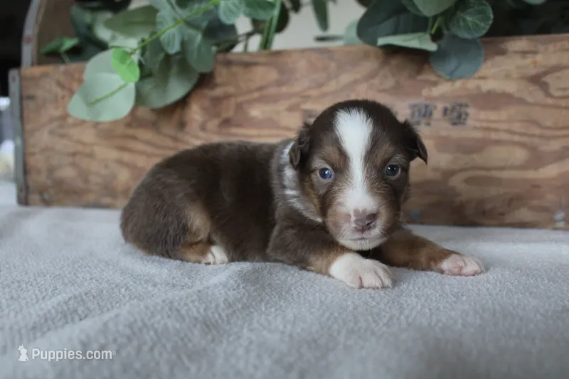Cinnamon  – Toy Australian Shepherd puppy for sale in Versailles, MO
