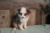 Jackie, a female Toy Australian Shepherd for sale in Versailles, MO – 2 of 6