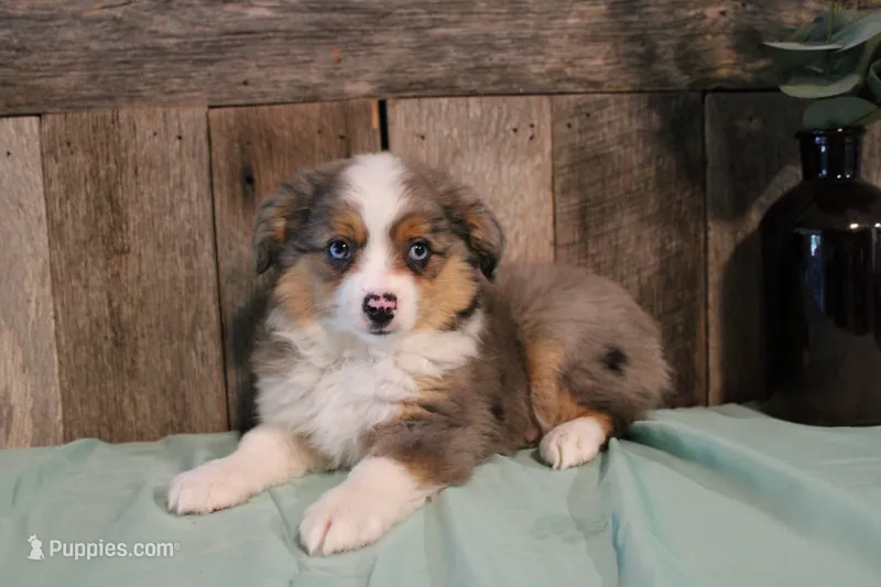Maddie – Toy Australian Shepherd puppy for sale in Versailles, MO